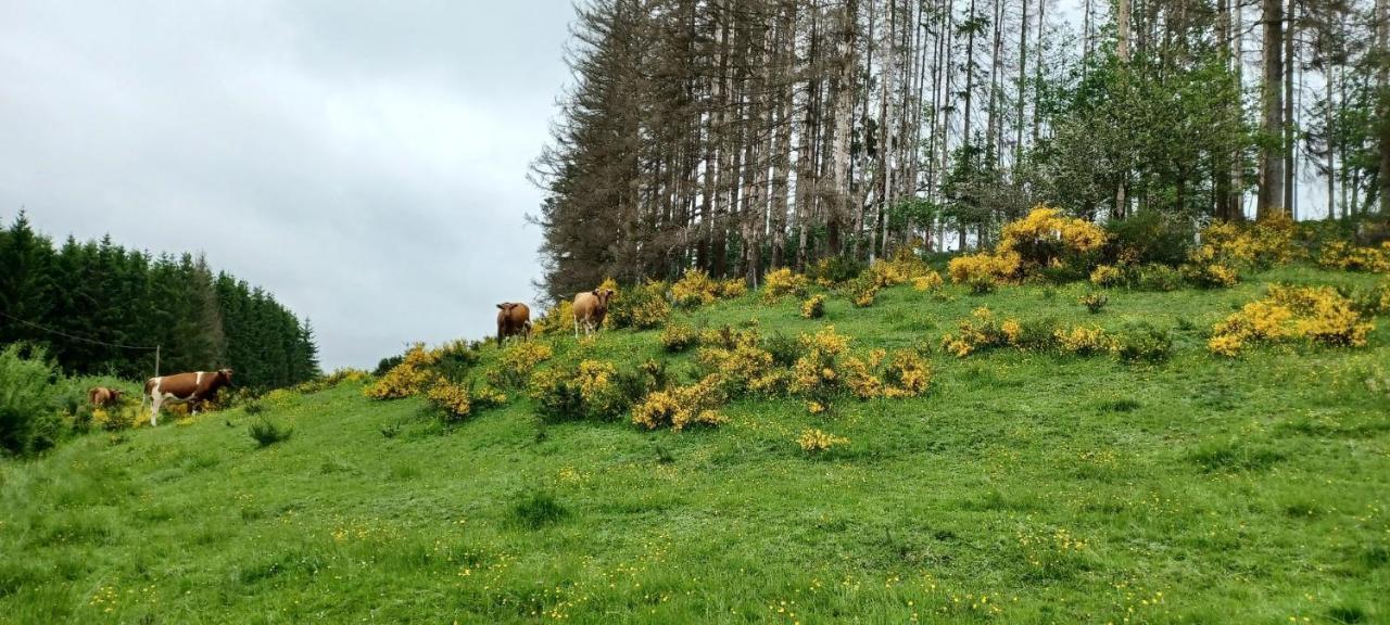 Gite Du Cheval Blanc A Houmont Sainte-Ode Zewnętrze zdjęcie